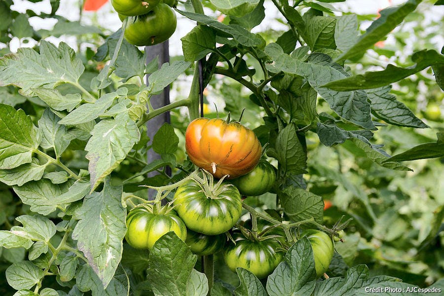 Tomate marmande
