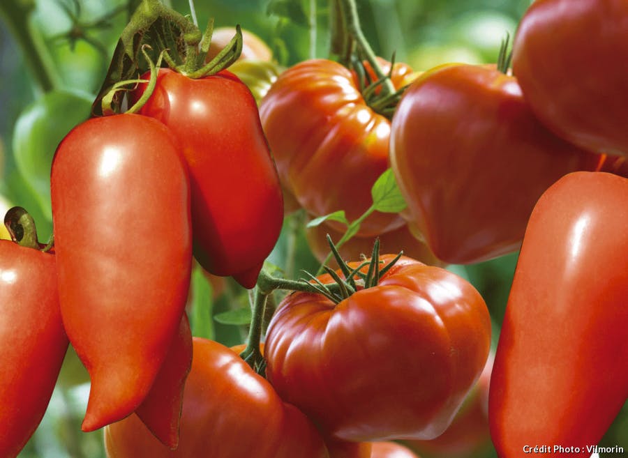 Tomate cornabel