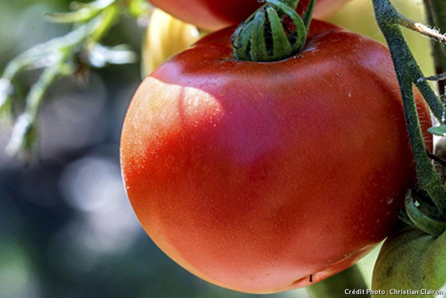 Tomate Montlhéry