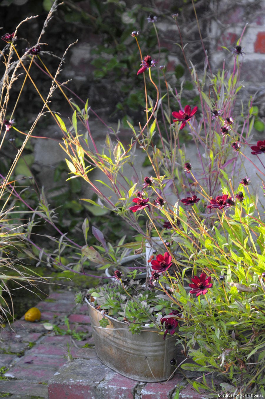 Le 'cosmos' Chocolat