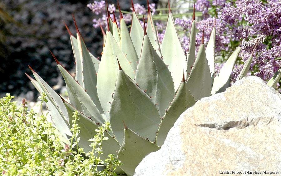Rocaille exotique