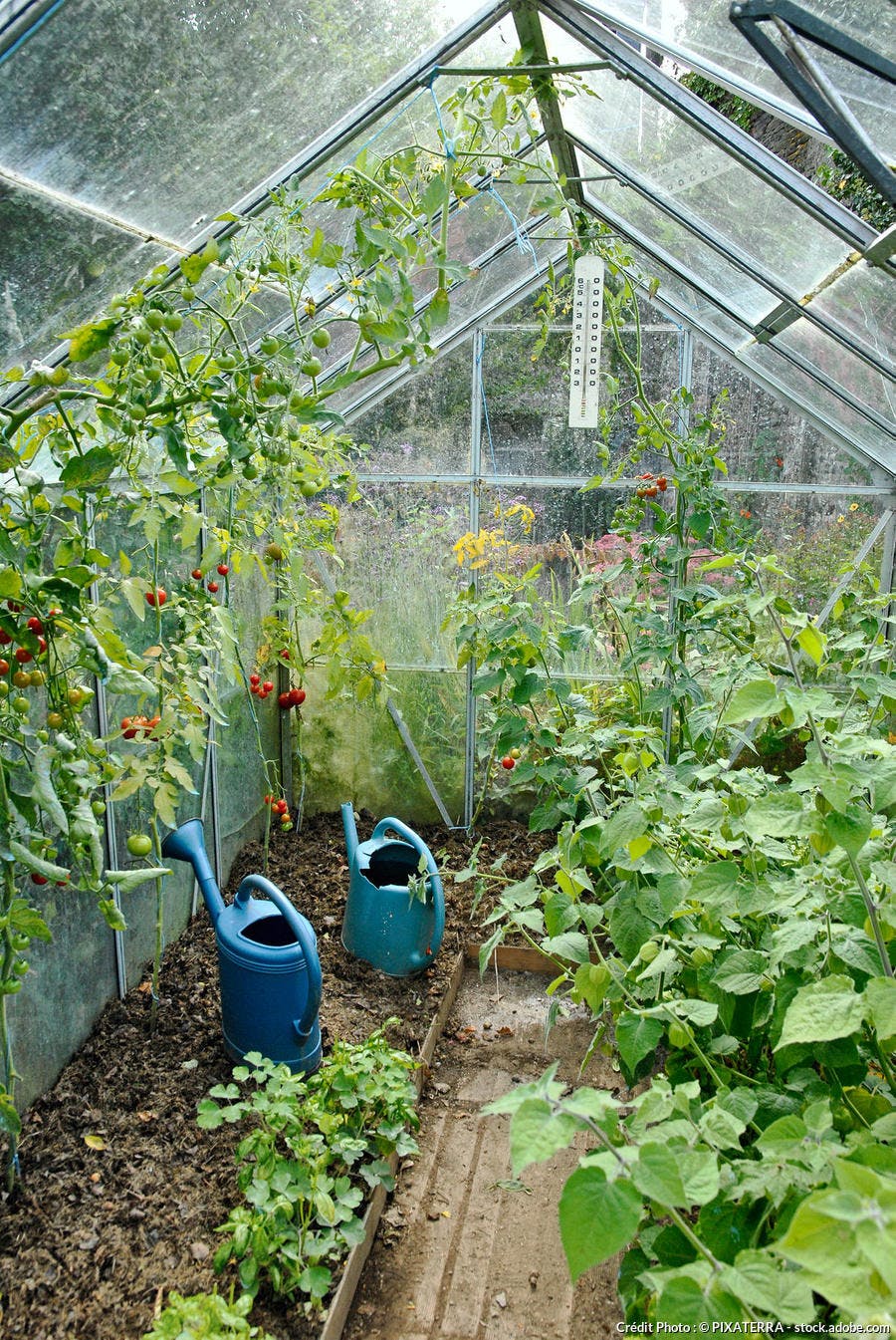 Culture des tomates en serre