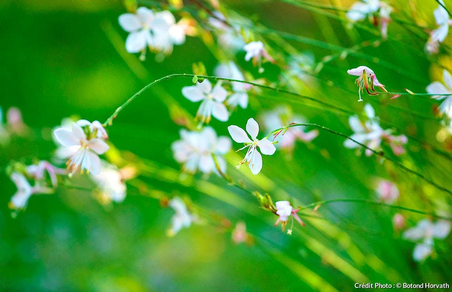 Variété de gaura aux fleurs blanches
