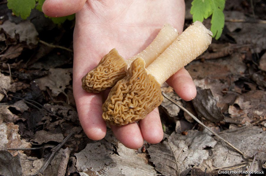 Cueillette morilles