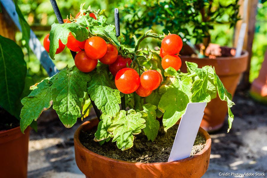 Tomates cerises en pot