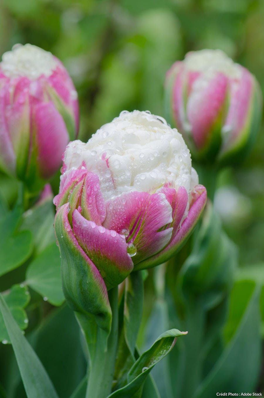 Tulipe vanille fraise