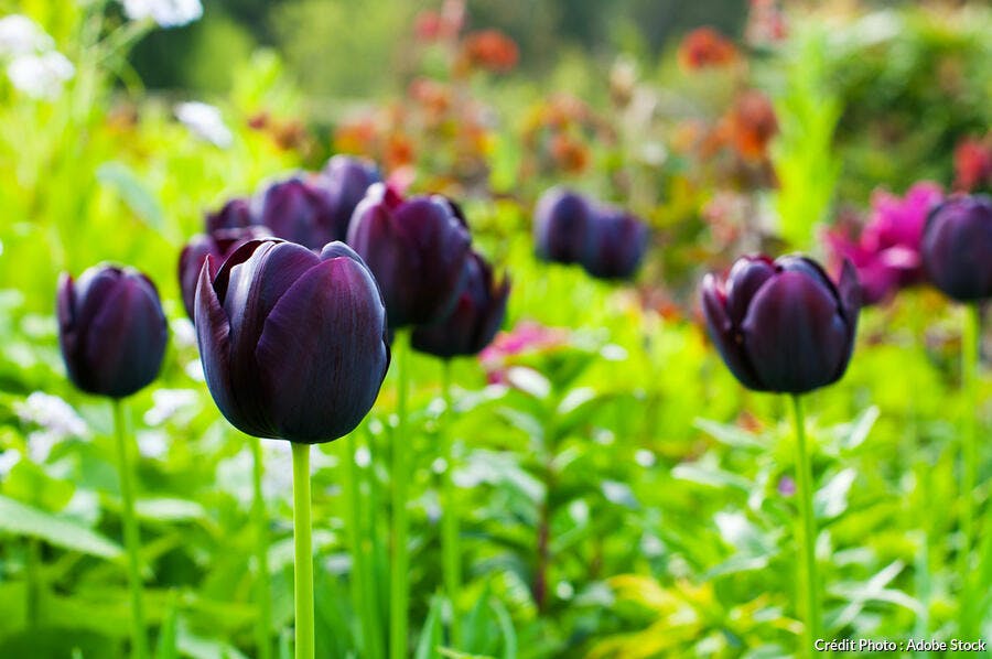 Tulipe noire