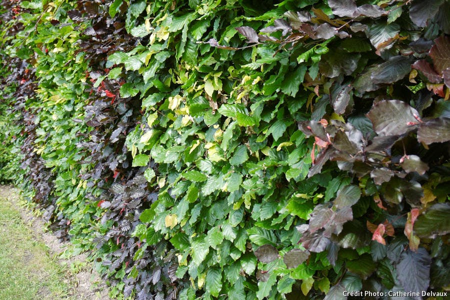 haie à grandes feuilles