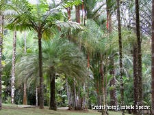 La palmeraie du jardin de la Balata en Martinique